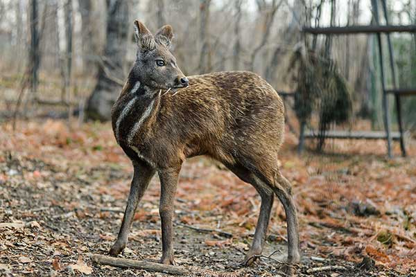 Piżmowiec syberyjski (Moschus moschiferus)