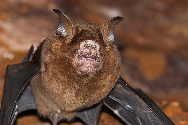 Płatkonos zbrojny (Hipposideros armiger)