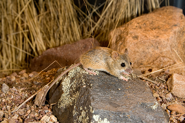 Ploniarka płowa (Reithrodontomys fulvescens)