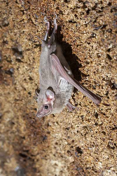 Pochewnik afrykański (Coleura afra)