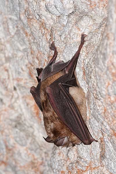 Podkowiec mały (Rhinolophus hipposideros)