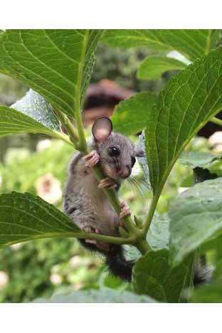 Popielica szara (Glis glis)