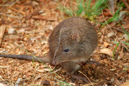 Kanguroszczur myszaty (Potorous tridactylus)