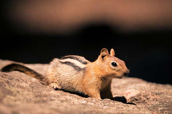 Pręgowiec gęstwinowy (Tamias obscurus)