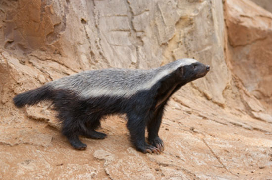 Ratel miodożerny (Mellivora capensis)