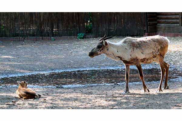 Renifer tundrowy (Rangifer tarandus)