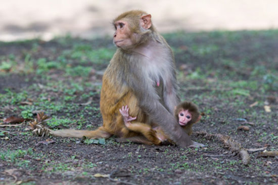 Makak królewski, rezus (Macaca mulatta)