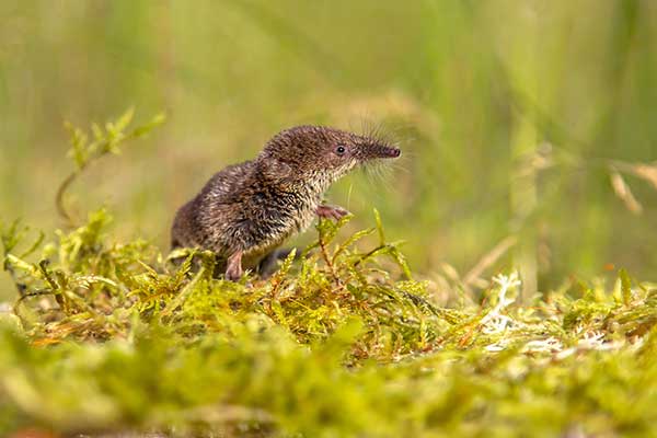 Ryjówka malutka (Sorex minutus)