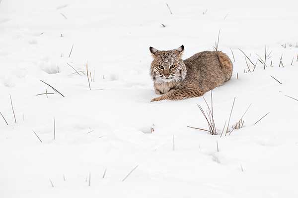 Ryś rudy (Lynx rufus)