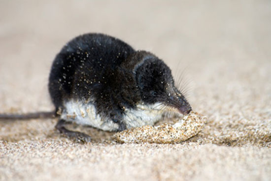 Rzęsorek rzeczek (Neomys fodiens)