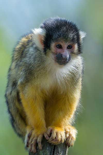 Sajmiri czarnołbista (Saimiri boliviensis)