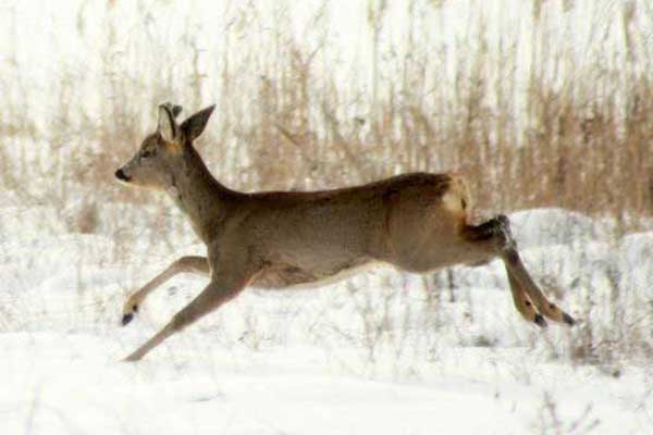 Sarna europejska (Capreolus capreolus)