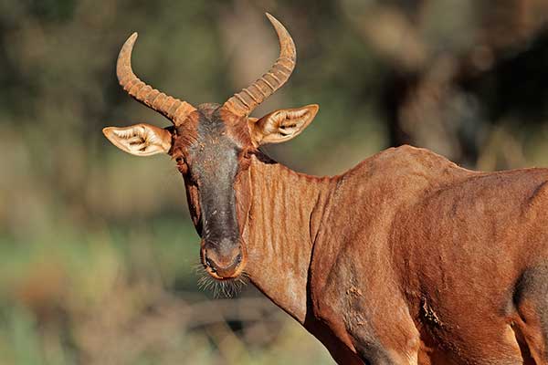 Sasebi właściwy (Damaliscus lunatus)