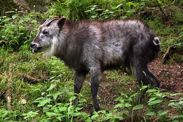 Serau kędzierzawy (Capricornis crispus)