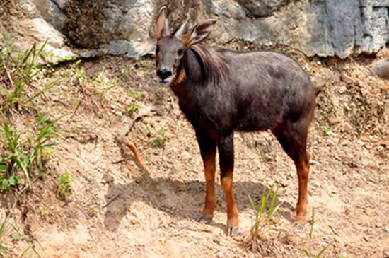 Serau białogrzywy (Capricornis sumatraensis)