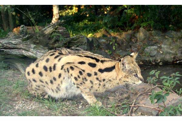 Serwal sawannowy (Leptailurus serval)