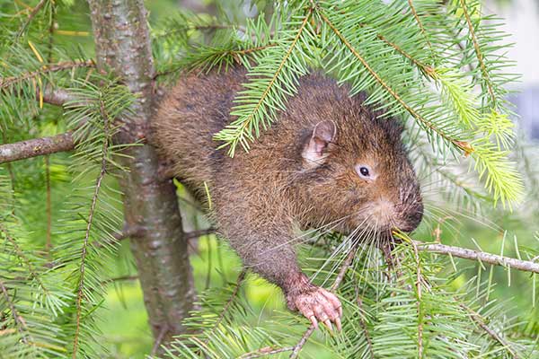 Sewel górski (Aplodontia rufa)