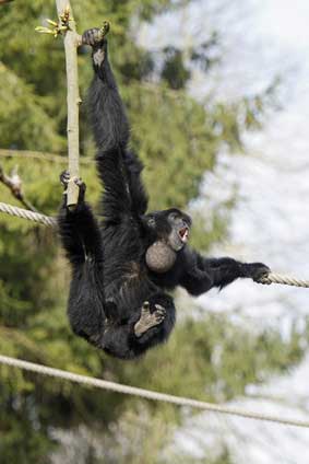 Siamang wielki (Symphalangus syndactylus)