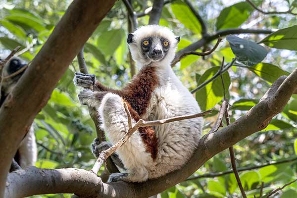 Sifaka biało-kasztanowa (Propithecus coquereli)