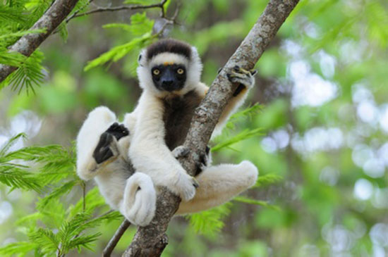 Sifaka diademowa (Propithecus diadema)