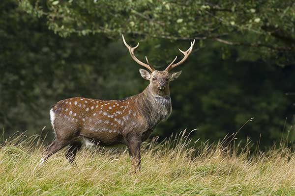 Jeleń wschodni (Cervus nippon)