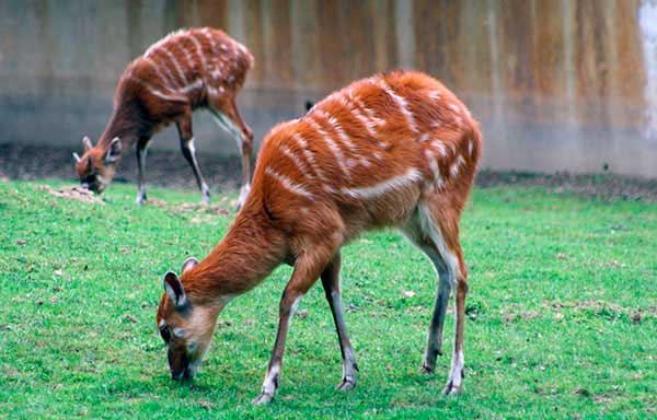 Sitatunga sawannowa (Tragelaphus spekii)