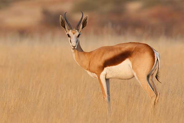 Skocznik antylopi (Antidorcas marsupialis)