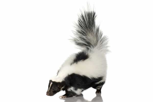 Skunks zwyczajny (Mephitis mephitis)