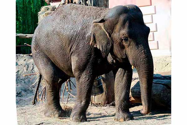 Słoń indyjski, słoń azjatycki (Elephas maximus)