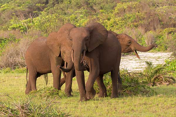 Słoń leśny (Loxodonta cyclotis)