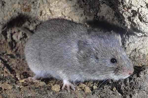 Śnieżnik europejski (Chionomys nivalis)