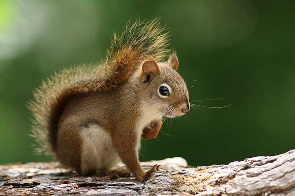 Sosnowiórka czerwona (Tamiasciurus hudsonicus)