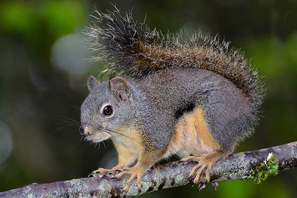 Sosnowiórka szara (Tamiasciurus douglasii)