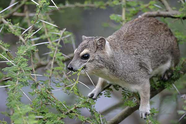 Stepogóralek cętkowany (Heterohyrax brucei)