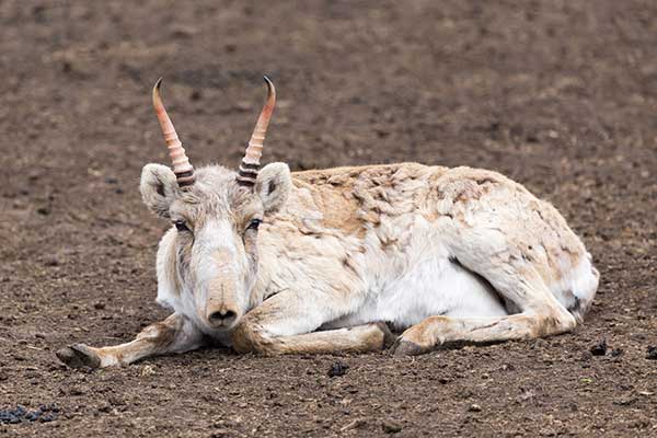 Suhak stepowy (Saiga tatarica)