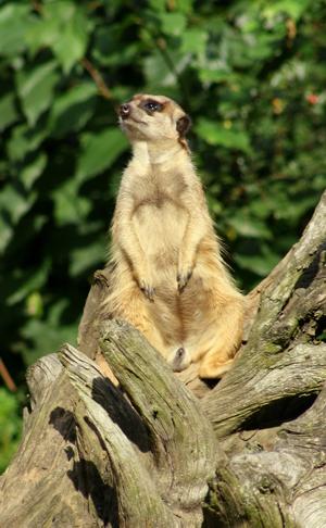Surykatka szara (Suricata suricatta)