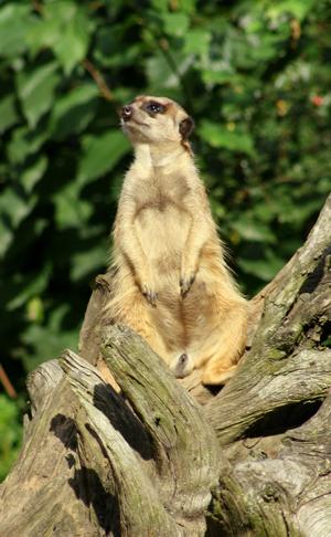 Surykatka szara (Suricata suricatta)