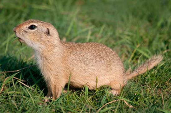 Suseł moręgowany (Spermophilus citellus)