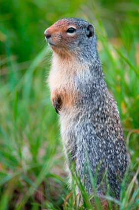 Suseł perełkowany (Spermophilus suslicus)