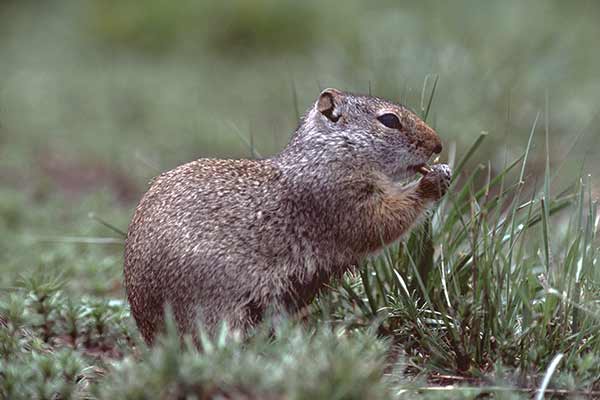 Susłogon bylicowy (Urocitellus armatus)