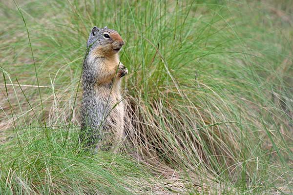 Susłogon rudoczelny (Urocitellus columbianus)