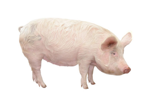 Świnia domowa (Sus scrofa domestica)