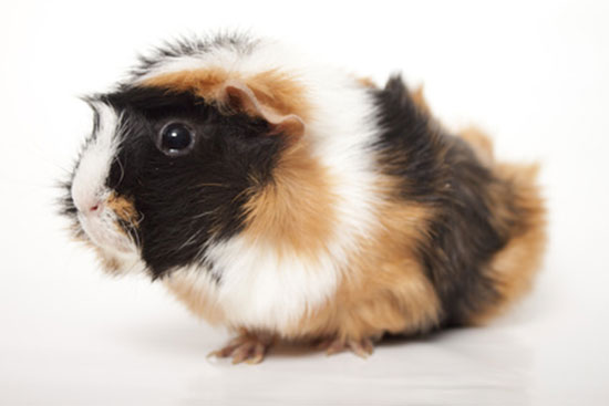 Kawia domowa (Cavia porcellus)