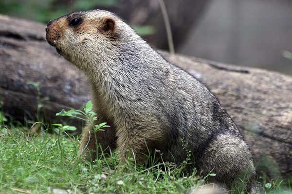 Świstak syberyjski (Marmota sibirica)