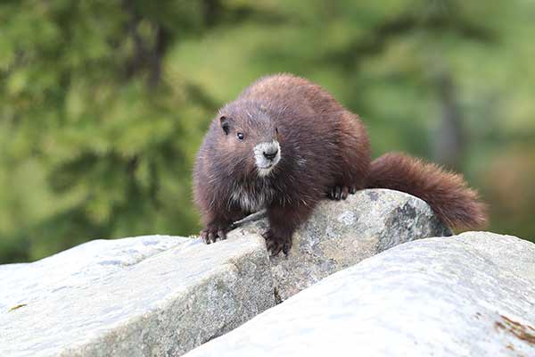 Świstak wyspowy (Marmota vancouverensis)