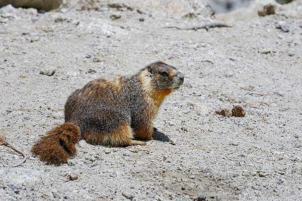 Świstak żółtobrzuchy (Marmota flaviventris)