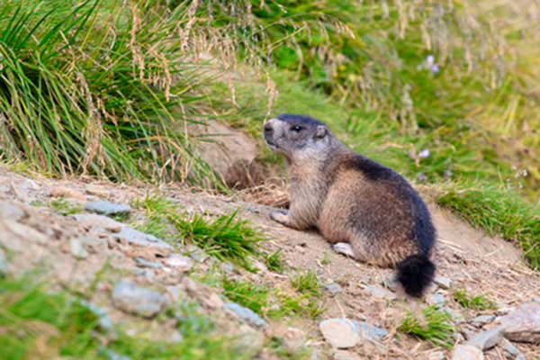 Świstak alpejski (Marmota marmota)