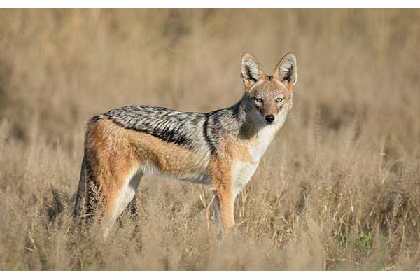 Szakal czaprakowy (Canis mesomelas)