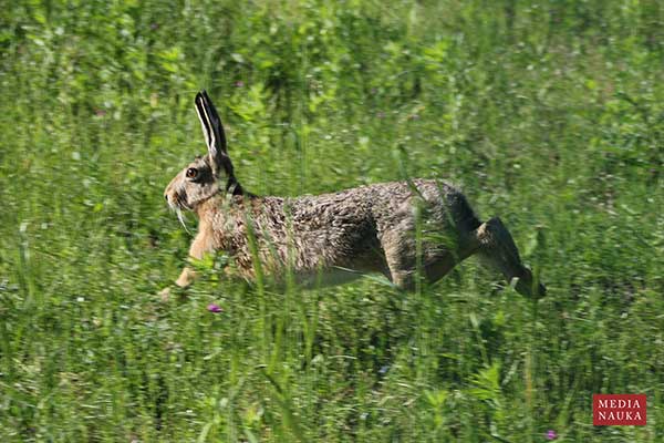 Zając szarak (Lepus europaeus)