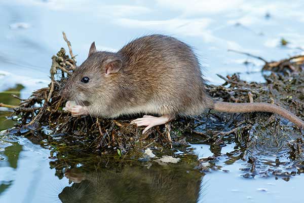 Szczur wędrowny (Rattus norvegicus)